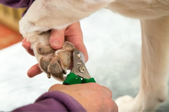 The Dog Owners Guide To Guide to Canine Nail Fungus