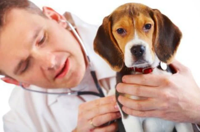 Dog Owners Guide To Kennel Cough Symptoms