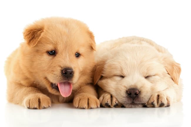 Dog Owners Guide To The Canine Herpes Virus