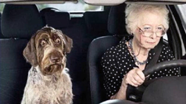 The Dog Owners Guide Dog Motion Sickness