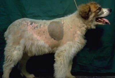 Cushings Disease In Dogs