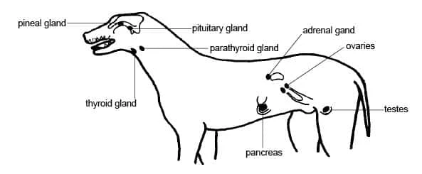 Dog Glands