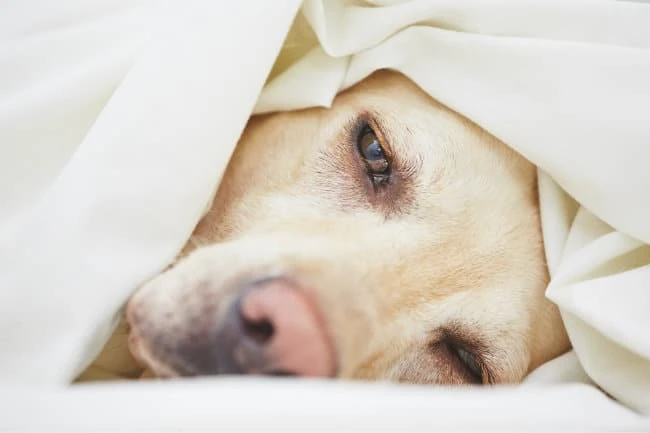 Influenza In Dogs – The Dog Owners Guide