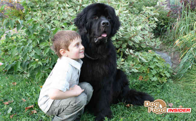 List of Large Dog Breeds, Extra Large Breed Dogs, Largest