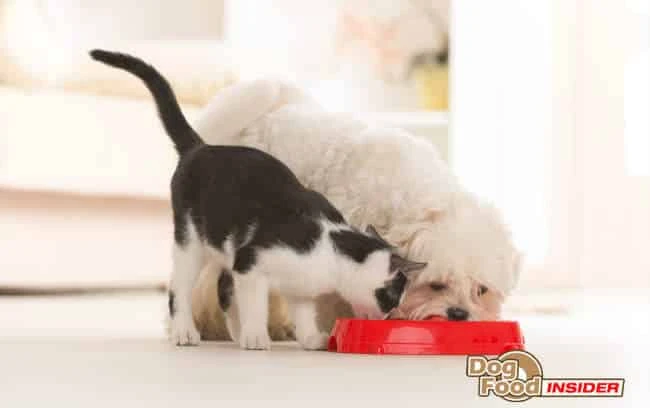 Dog Chasing Cat – How can you get my dog to stop following my kitten