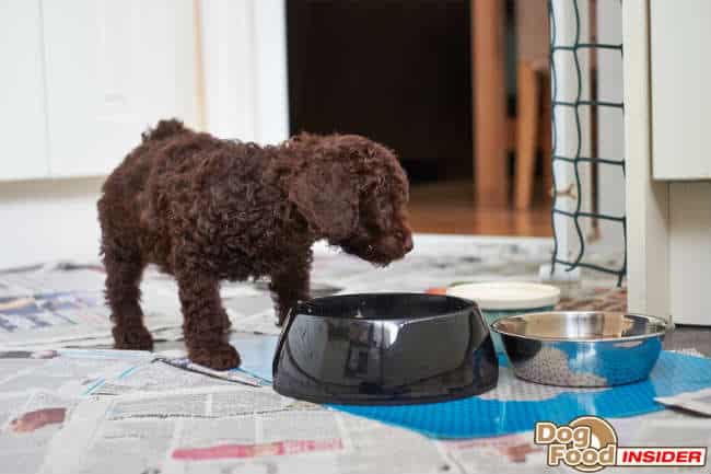 Potty Training a Puppy – I live in a first floor flat.. How can I train my puppy to eventually go to the toilet outside?