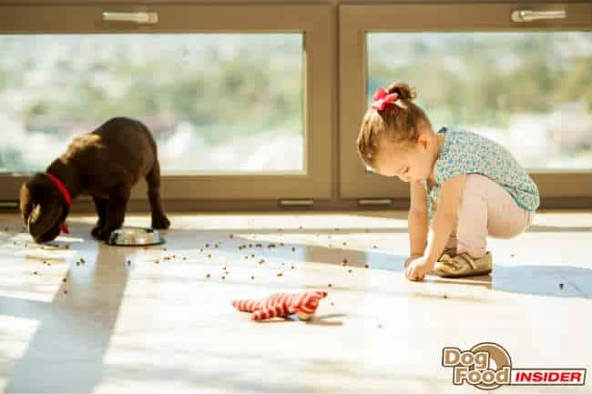 Dog Behavior Question – My 1yr old Labrador snapped at me, and we are about to have a new baby