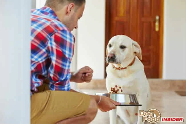 Dog Food Allergies, Allergy Free Dog Food