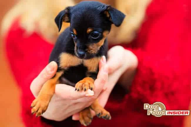 Places to Adopt a Puppy or Puppies, Virtual Puppy Pet Online