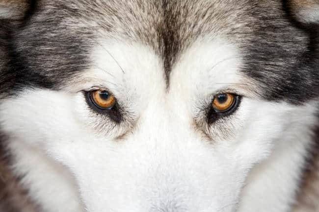 A Dog Owner's Guide to Canine Dry Eye