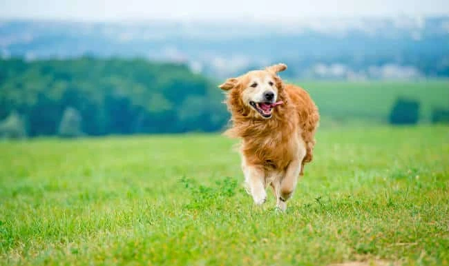 Facts about Golden Retrievers & History of the Breed