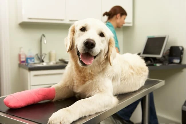 The Top 10 Dog Injuries and How to Prevent Them