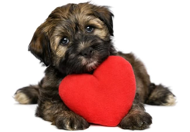 Canine Heart Murmur: Learn all there is to know about Mitral Valve Disease