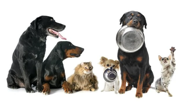 Canine Low Protein Diet: Should your dog be on one?