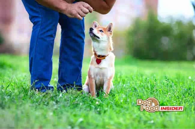 Dog Training Techniques, Dog Training Tools, Free Puppy Training Tips