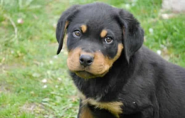 Rottweiler Facts & Traits, Free Rottweiler Puppies