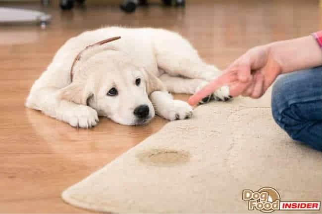Puppy Pad Training, Housebreaking a Puppy, Housebreaking a Dog
