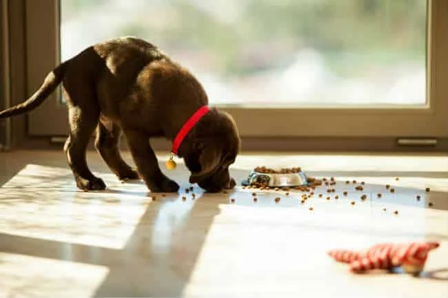 Canine Digestion: A guide to the digestive system