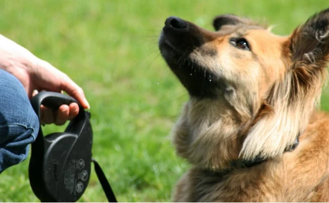 Training Your Dog To Make Eye Contact & Focus