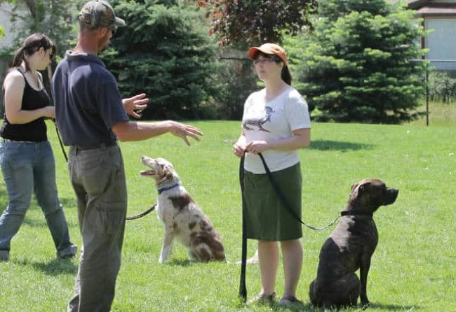 How to Find a High Quality Dog Trainer