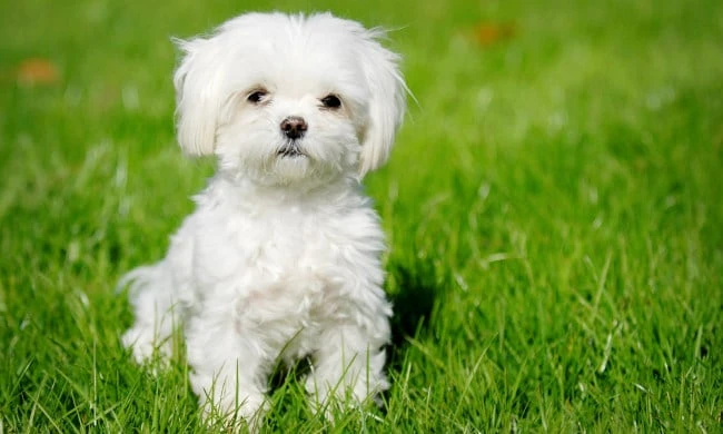 6 Ways to Keep Your Small Dog Safe