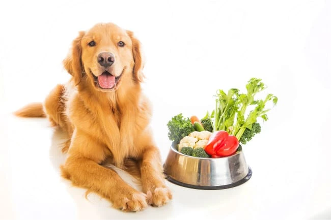 How Proper Diet Can Prevent Disease In Our Pets