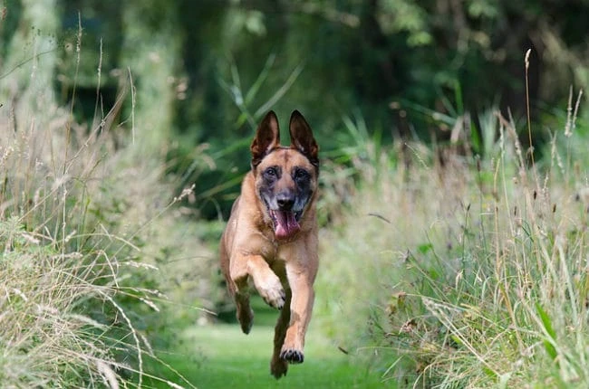 How To Train Your Dog To Be Off Leash