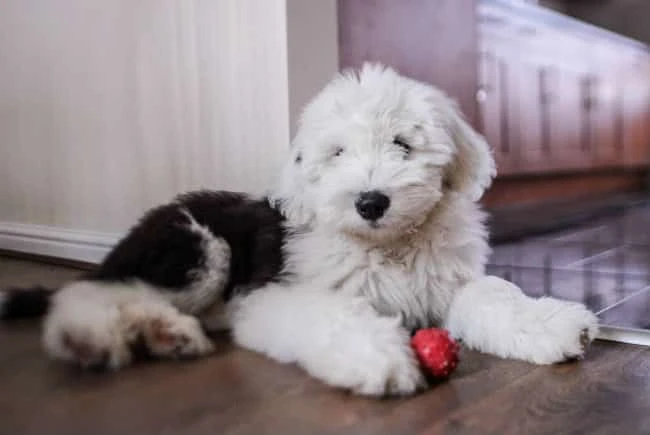 do old english sheepdogs shed a lot