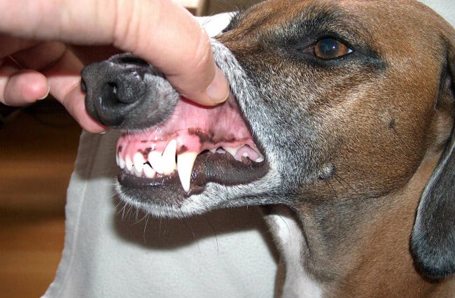 A Dog Owner's Guide to Doggy Dental Care