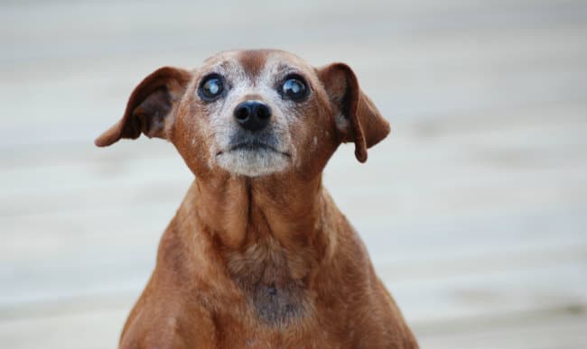 Do Elderly Dogs Need More Grooming