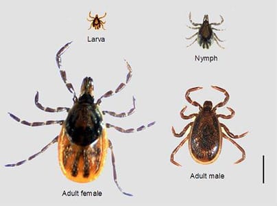 What Do Ticks Look Like?