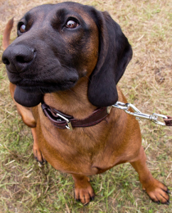 Bavarian Mountain Scent Hound Dog