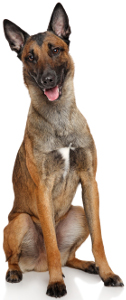 Belgian malinois shop food allergies