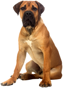 Boerboel Dog