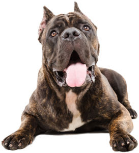 best dog food for cane corso