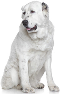 Central Asian Shepherd Dog Dog