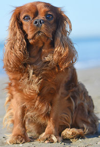 English Toy Spaniel Dog