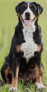 Greater Swiss Mountain Dog Dog