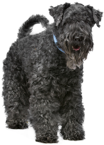 Kerry Blue Terrier Dog