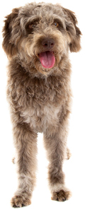 Lagotto Romagnolo Dog