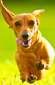 Miniature Dachshund Dog