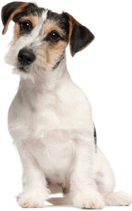 Russell Terrier Dog