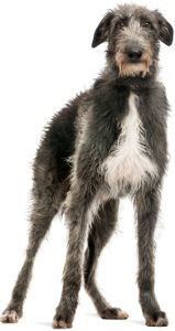 Scottish Deerhound Dog