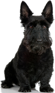 Scottish Terrier Dog