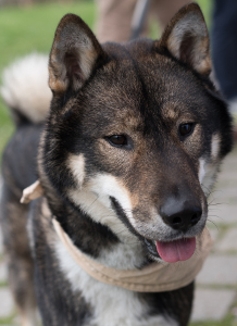 Shikoku Dog