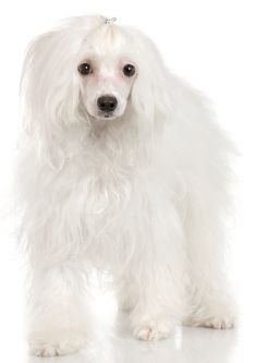 chinese crested powder puff poodle