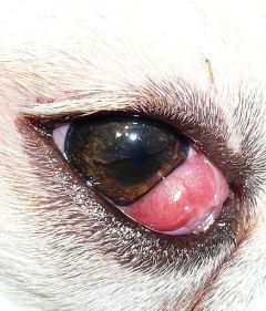 Boston Terrier Health Problems – A Complete Guide.