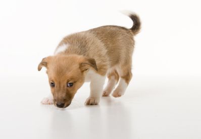 House Training Dogs, House Training Older Dogs, Housebreaking a Dog