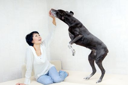 Dog Mounting, Abused Dog Behavior, Dog Behavior patterns | Pet Health