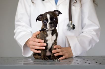 chihuahua mix pug puppies